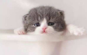 猫几个月算成年 猫咪多大时吃成年猫粮